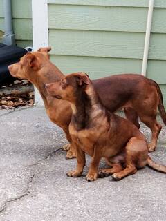 The Metropolitan Lake Cabin - 2  -- Ambar